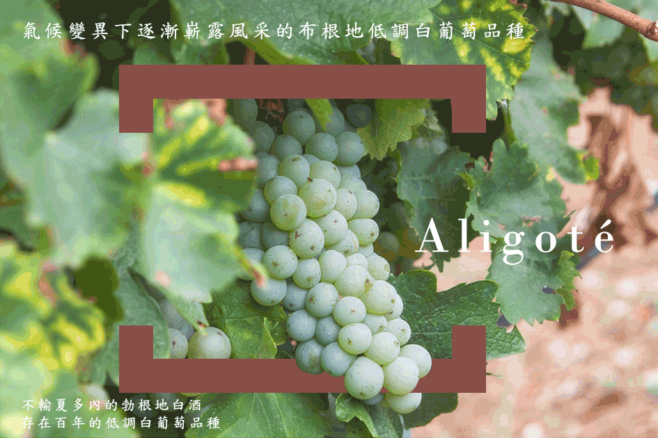 氣候變異下逐漸嶄露風采的布根地低調白葡萄品種